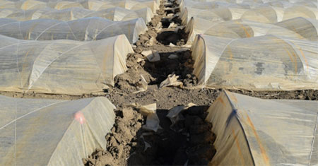 PE Films & Agricultural Sheeting